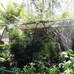 Mountain Bamboo Partridge/Chestnut-Breasted Malkoha Exhibit