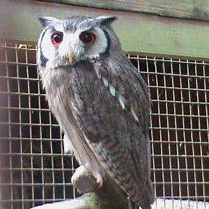 northern white-faced scops owl 100711