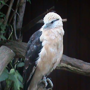 yellow-headed caracara 100711