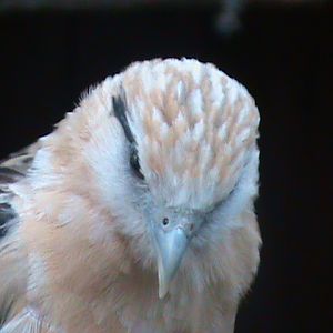 yellow-headed caracara 100711