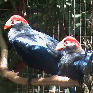 musophaga violacea 100711