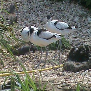 avocets 100711