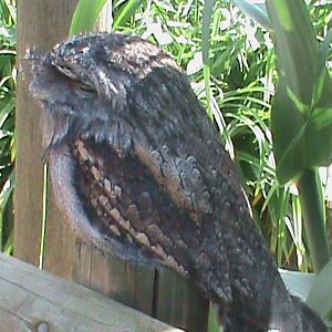 tawny frogmouth 100711