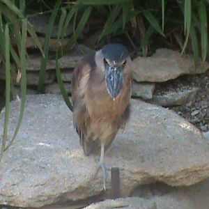 honduras boat-billed heron 100711