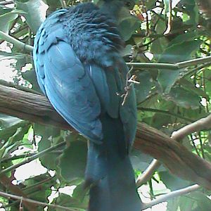 great blue touraco 100711