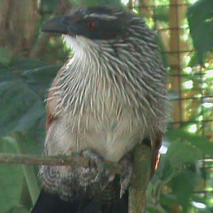 white-browed coucal 100711