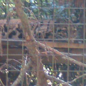 indochinese clouded leopard 100711