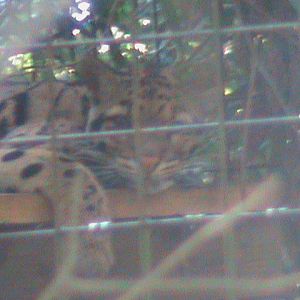 indochinese clouded leopard 100711