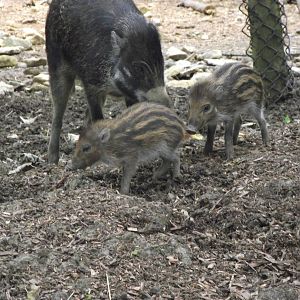 visayan warty pigs 100711