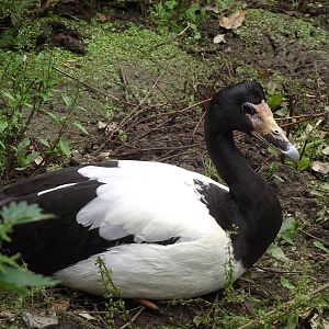 magpie goose 100711