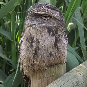 tawny frogmouth 100711