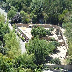 Skyfari Ride - Red River Hog Exhibit