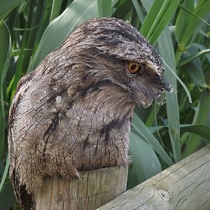 tawny frogmouth 100711