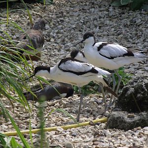 avocets 100711