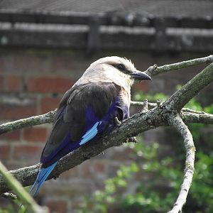 blue-bellied roller 100711