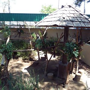 Outback - Koala Exhibit