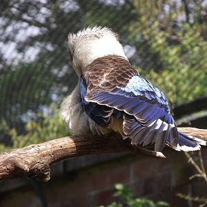 blue-winged kookaburra 100711