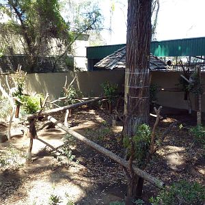 Outback - Koala Exhibit