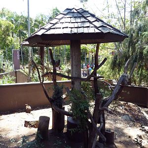 Outback - Koala Exhibit