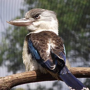 blue-winged kookaburra 100711