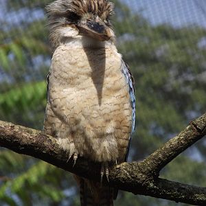 blue-winged kookaburra 100711