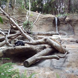 Sun Bear Exhibit