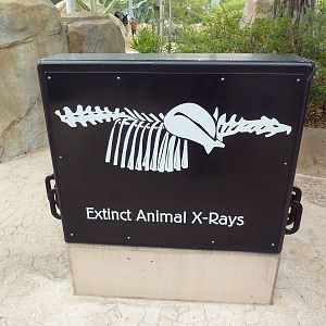 Elephant Odyssey - X-Rays