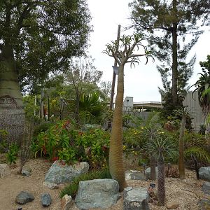 Elephant Odyssey - Madagascar Garden