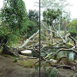 Elephant Odyssey - Jaguar Exhibit
