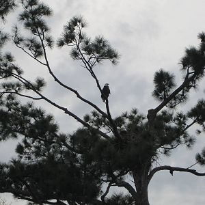 Can You Find The Eagle?