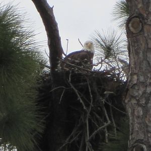 Southern Bald Eagle