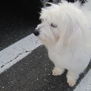 First Getting Herman