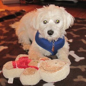 Merry Christmas From Herman