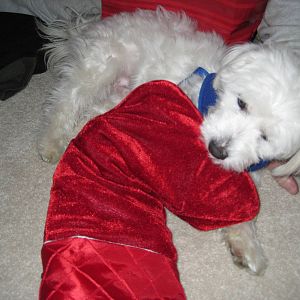 Herman vs The Christmas Stocking (Part 1)