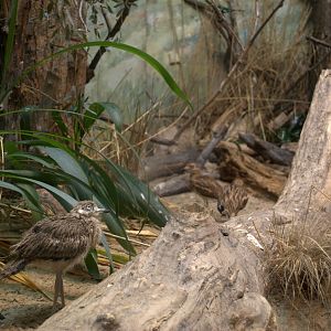 Eurasian Stone-Curlew