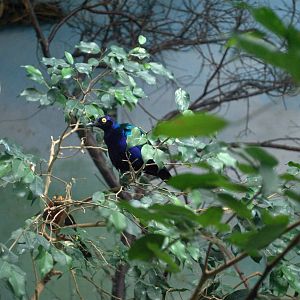 Greater Blue-eared Glossy-starling
