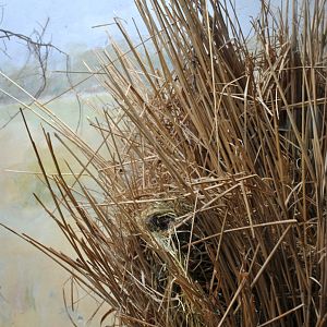 Long Tailed Finch in nest