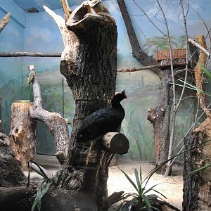 Helmeted Curassow