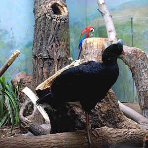 Helmeted Curassow