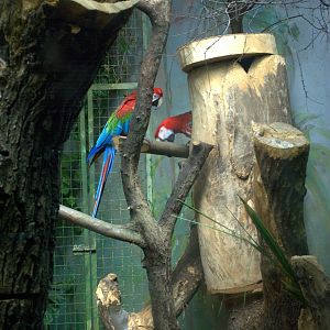 Red and green Macaw