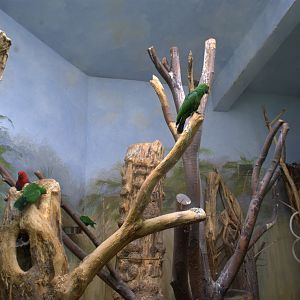 Eclectus Parrots