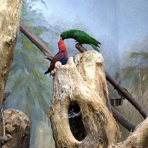 Eclectus Parrots