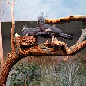 Victoria Crowned Pigeon