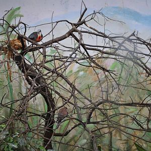 Luzon Bleeding-Heart