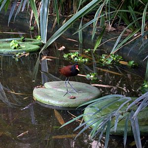 Wattled Jacana