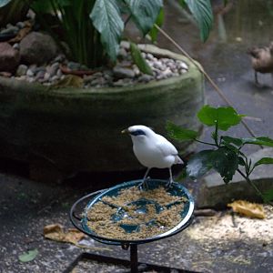Bali Starling