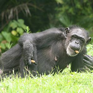 Chimpanzee
