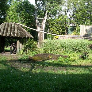 Myombe Reserve: Chimpanzee Exhibit