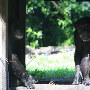 Chimpanzees