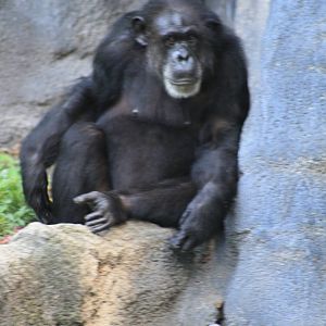 Chimpanzee
